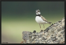Kleine Plevier, Little Ringed Plover, Charadrius dubius Location: Goor, the Netherlands kleine plevier DSC 0164-01 kopie